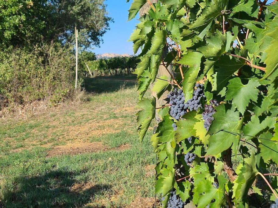 Montepulciano - La Casetta Del Pian Delle Noci Acquaviva  Εξωτερικό φωτογραφία