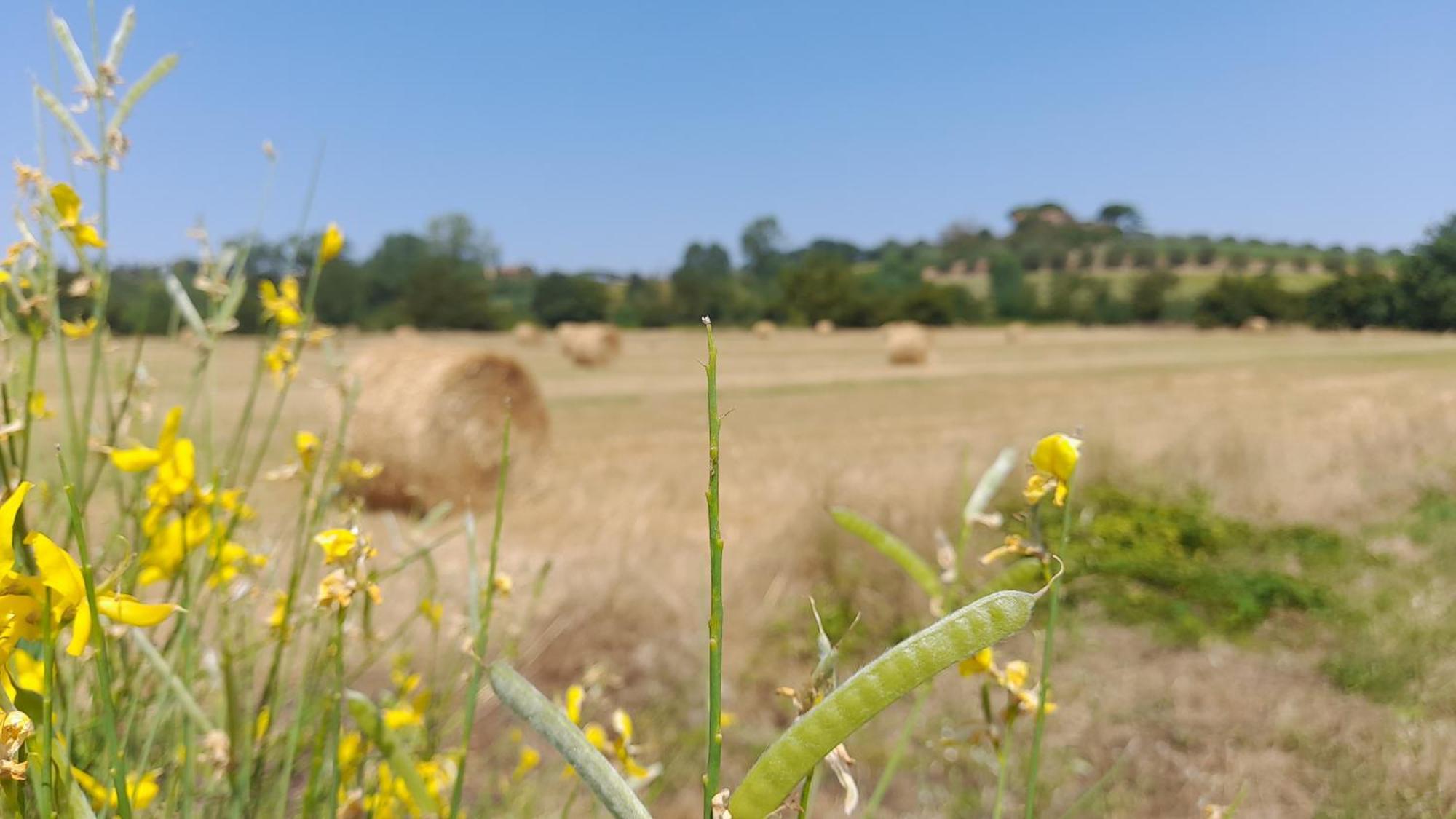 Montepulciano - La Casetta Del Pian Delle Noci Acquaviva  Εξωτερικό φωτογραφία